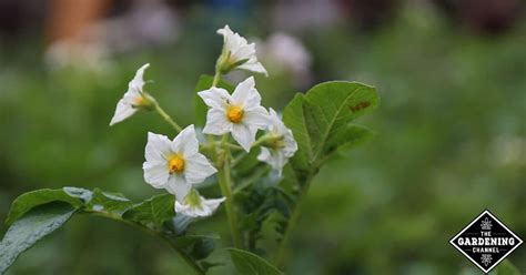 Do potatoes have to flower before harvesting? - Gardening Channel