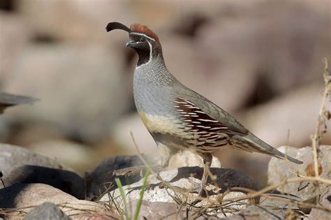 Gambel's Quail ⋆ Tucson Audubon