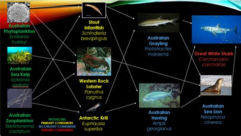 Food Web Chart - Australian Sea lion