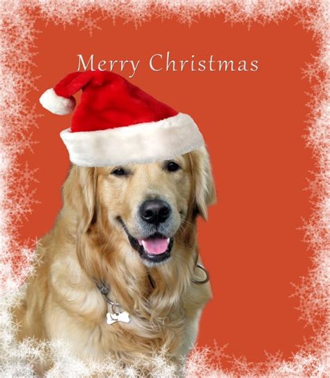 Gallery For > Dog Christmas Photos