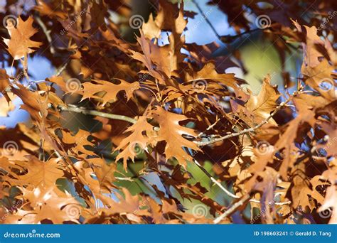 Black Oak Leaves 704874 stock image. Image of fall, preserve - 198603241