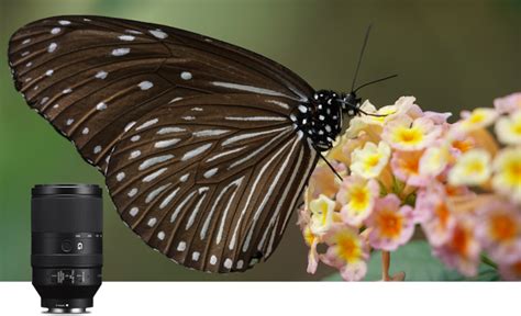 Wildlife & Macro Lenses | Sony Imaging | Sony United Kingdom