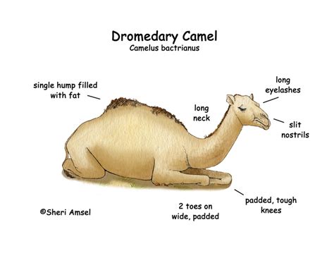 Camel (Dromedary)