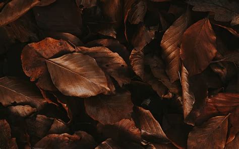 HD wallpaper: autumn, leaves, foliage, dry, brown | Wallpaper Flare