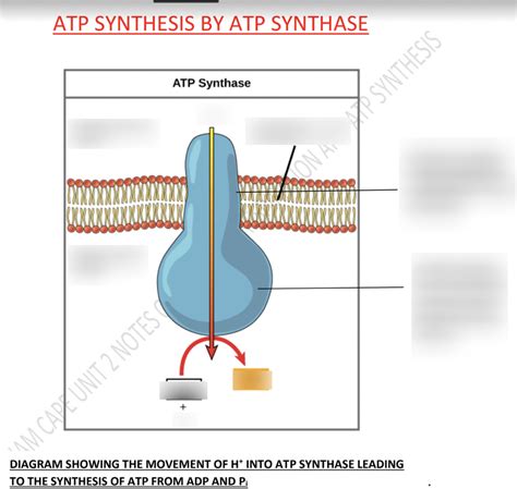 Atp Synthesis Diagram