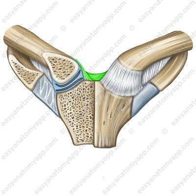 Sternoclavicular joint – Easy Anatomy 3D