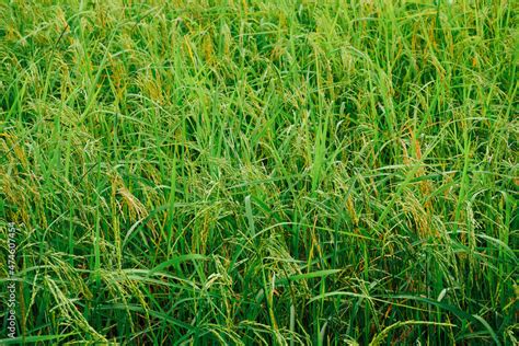 Rice planting, rice grains are already ripe. Stock Photo | Adobe Stock