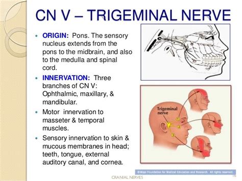 CN V – TRIGEMINAL NERVE ORIGIN: Pons. The sensory nucleus extends from ...