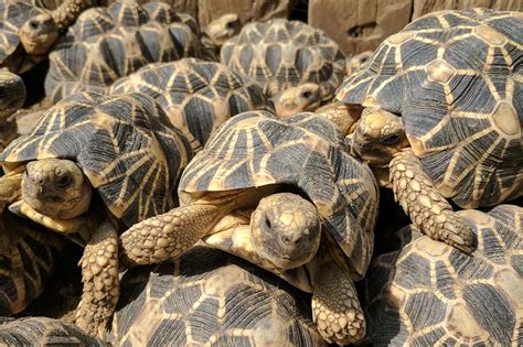 My patrol with armed guards to protect Burmese star tortoises | New ...