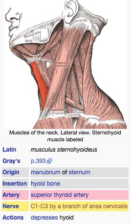 Strap Muscle Of Neck - Human Anatomy