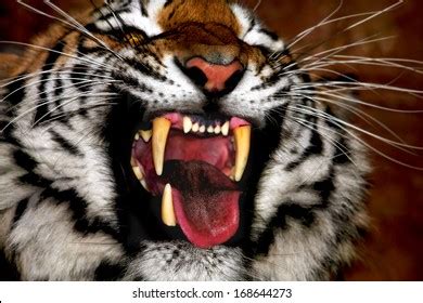 Closeup Siberian Tiger Roar Stock Photo 168644273 | Shutterstock