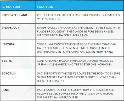 Edexcel IGCSE Biology: Double Science 复习笔记 3.1.5 Sexual Reproduction in Humans