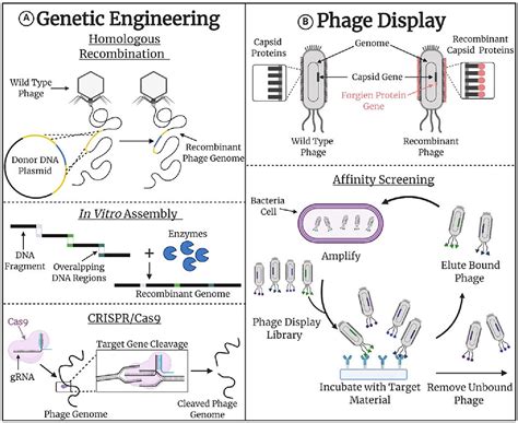 Figure 1 from Bacteriophage Capsid Modification by Genetic and Chemical Methods. | Semantic Scholar