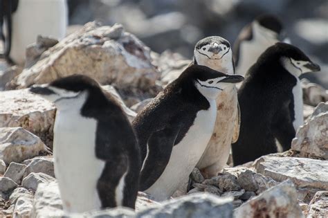 A fun fact about Chinstrap penguins: they can lose half their weight during the breeding season ...