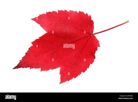 Red fall leaf Stock Photo - Alamy