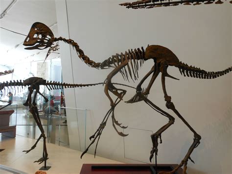 Oviraptor | Fósseis, Pré história, Esqueletos