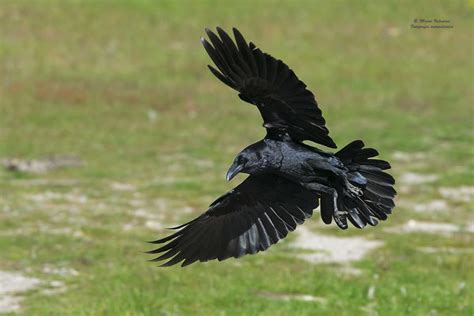 Corvus corax (Corvo imperiale) | JuzaPhoto