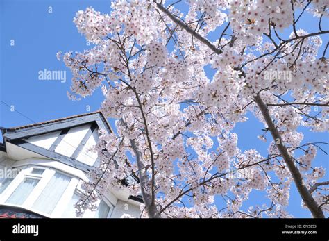 Cherry tree blossom with a house at the background Stock Photo - Alamy