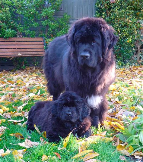 Newfoundland Puppies - Homepage