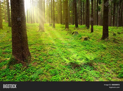 Summer Forest Image & Photo (Free Trial) | Bigstock