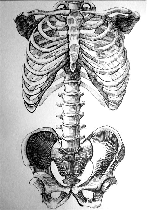 skeleton drawing Google Search anatomy Pinterest Skeleton drawings Drawings and Art | Skeleton ...