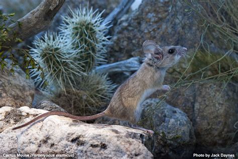 2016-10-07 Joshua Tree National Park (Part 2) | shadeTreeImaging