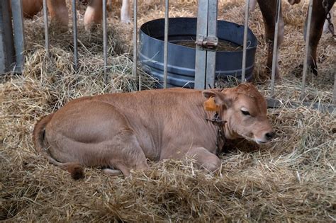 Premium Photo | Cow, calf, bull, bovine breeding