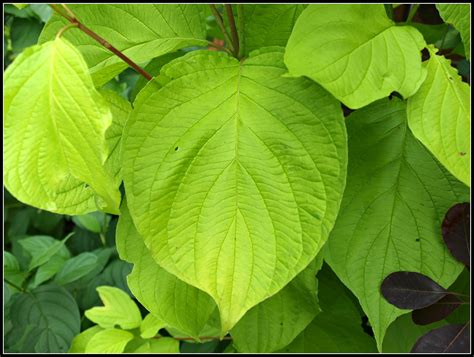 Mark's Veg Plot: Dogwood