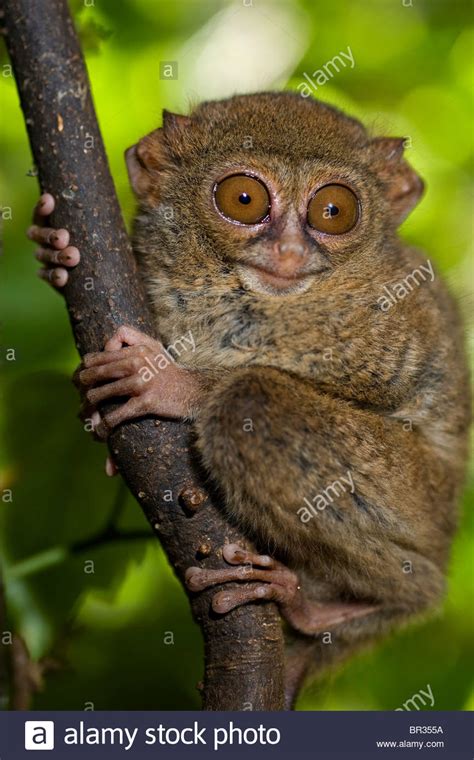 Pygmy Tarsier | NatureRules1 Wiki | Fandom