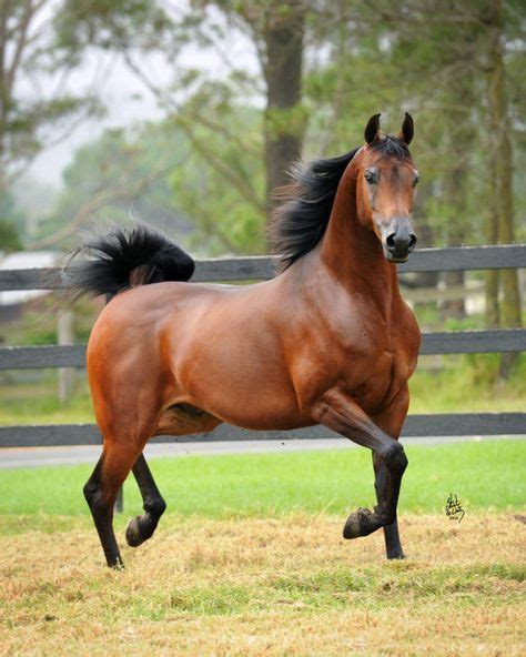 Bay Arabian Gelding | Beautiful arabian horses, Horses, Beautiful horses