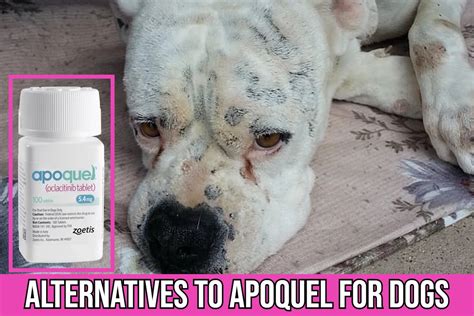 Best Alternatives Brands Of Apoquel® For Dog's Allergies