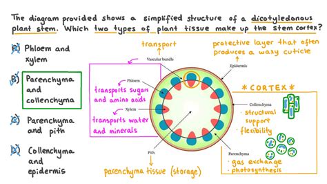 Question Video: Recalling the Types of Plant Tissues Found in the ...