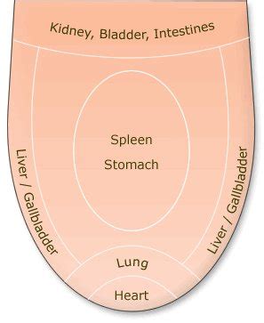 Tongue Diagnosis in Traditional Chinese Medicine - Michigan Associates ...