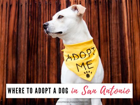 Dog Adoption in San Antonio - The Dog Guide San Antonio