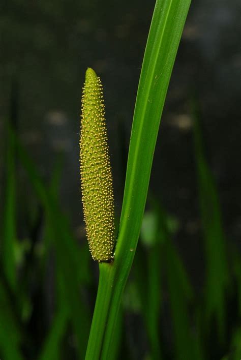 Acorus calamus L. | Plants of the World Online | Kew Science