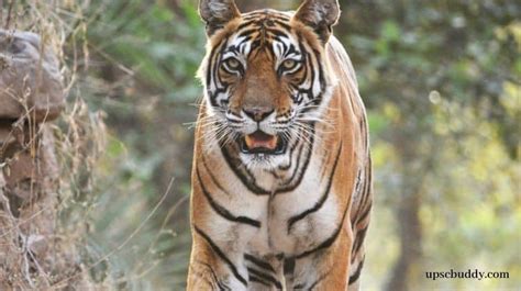 Tiger Conservation in India Essay | Save Tiger Essay