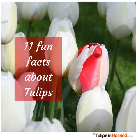 11 Fun facts about tulips - Tulips in Holland