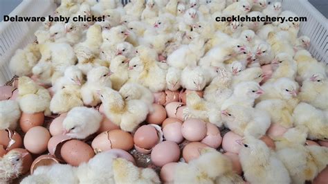 Delaware Chickens - Brown Egg Layers | Cackle Hatchery