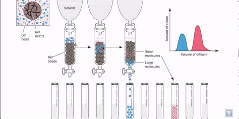 Gel filtration chromatography - Protein of interest is the smaller molecule that elules second ...