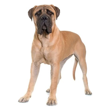 Bullmastiff Color Chart | Coats and Colors