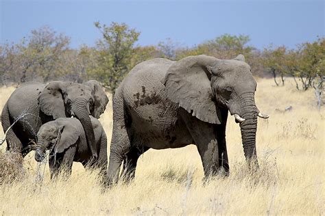 Animals Of The Kalahari Desert - WorldAtlas