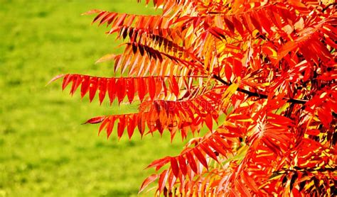 Fall Colored Staghorn Sumac Leaves Stock Photo - Image of tree, leaves ...