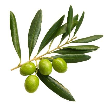 Arbequina Olive Tree