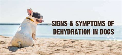 Dehydration in Dogs: Signs, Causes & Treatment