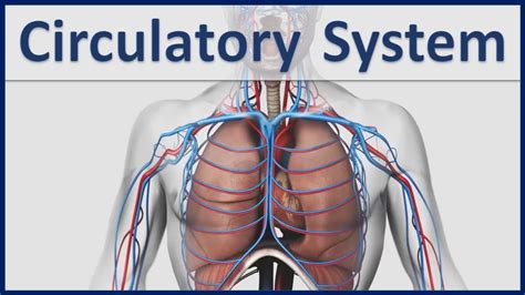 Circulatory System Parts