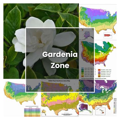 How to Grow Gardenia Zone - Plant Care & Tips | NorwichGardener