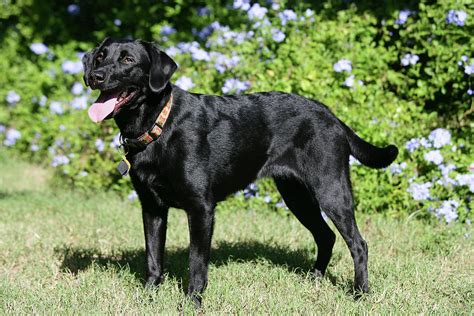 Black Labrador Retriever 16 Photograph by Bob Langrish - Fine Art America