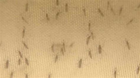 New mosquito-borne virus spreads in Latin America - ABC13 Houston