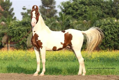 Best Horse Breeds in India - Horse Squad