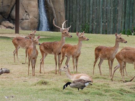 The Online Zoo - Eld's Deer